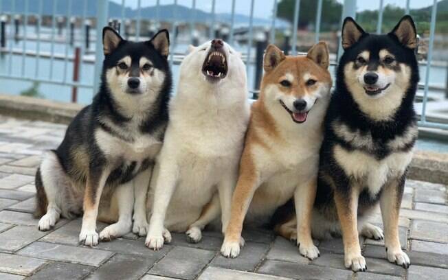 Os cães da raça Shiba Inu divertem em fotos nas redes sociais