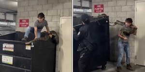 Vídeo mostra homem capturando píton de 6 metros em caçamba