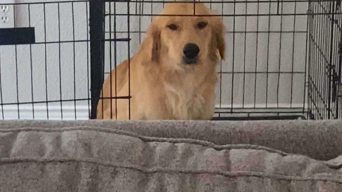 Golden retriever destrói sofá nos EUA e se coloca sozinho de castigo Golden retriever destrói sofá nos EUA e se coloca sozinho de castigo