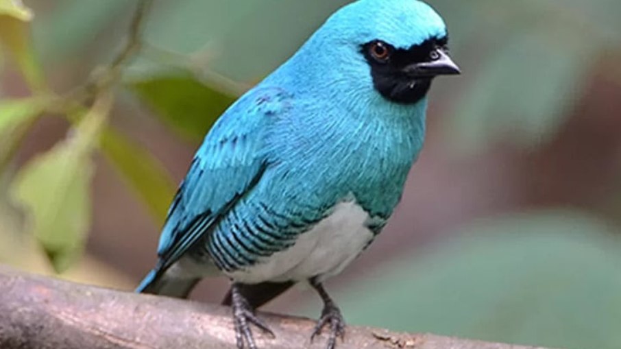 UEL publica estudos de dez anos sobre pássaros no Parque Nacional do Iguaçu