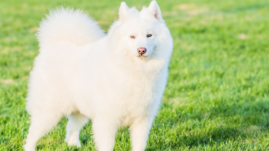 Cachorro da raça akita inu