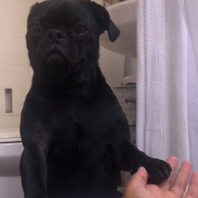 Pug que odeia banho conforta dona quando ela entra na banheira; veja vídeo
