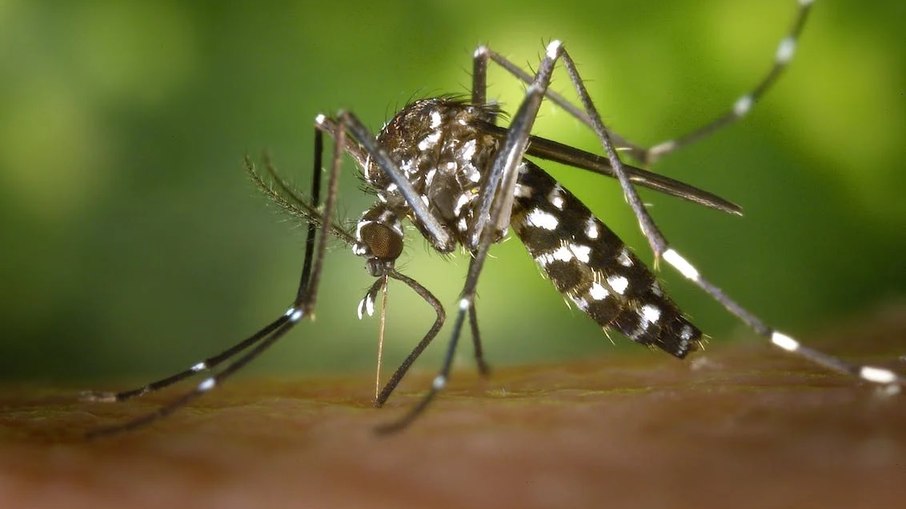 Casos de zika vírus aumentam em mais de 1.600% no Sudeste