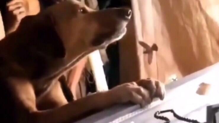 Cão Lulu da Pomerânia recusa nova dieta e vídeo engraçado é