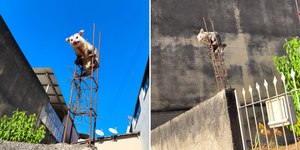 Gambá sobe em vergalhão para fugir de cães e mobiliza bombeiros