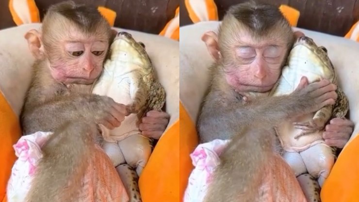 Amizade inusitada de macaco com sapo chama atenção na web
