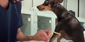 Pinscher viraliza por comportamento calmo e encanta internautas