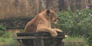 Homem é atacado e morto por leoa após entrar em jaula