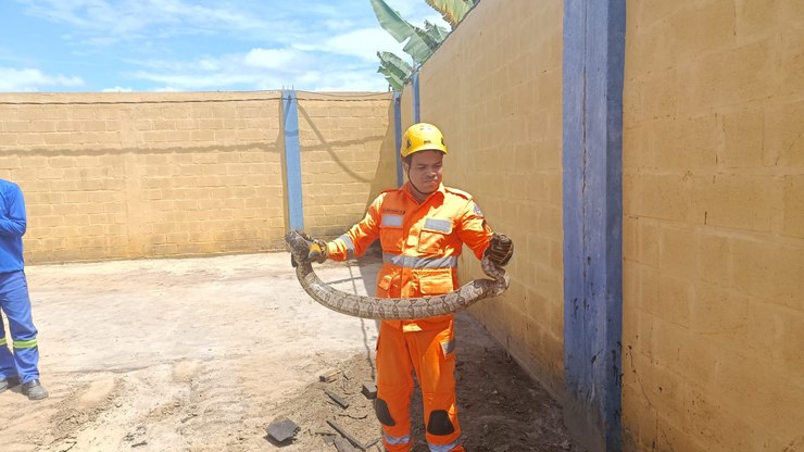 Cobra é resgatada dentro de empresa no interior de MG