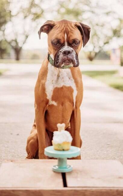Dex, o Boxer, não impressionado com seu bolo