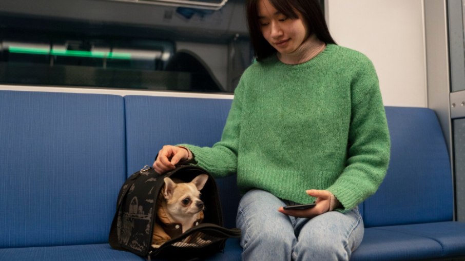 Viagens com pets exigem atenção redobrada