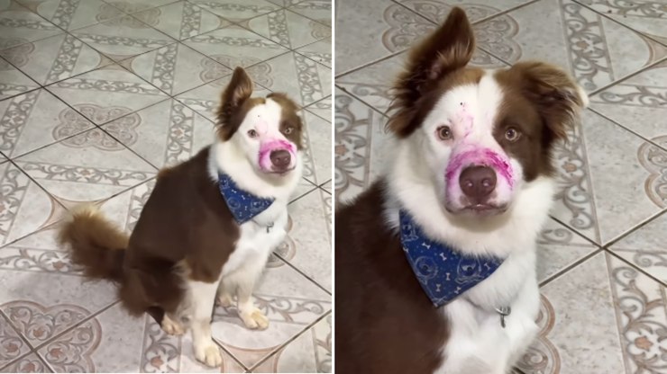 Quem comeu a pitaya? Border Collie deixa pistas