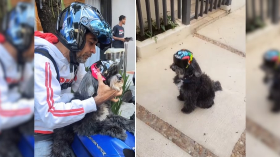 Cachorrinha conquista fãs ao acompanhar tutor como co-pilota Cachorrinha conquista fãs ao acompanhar tutor como co-pilota