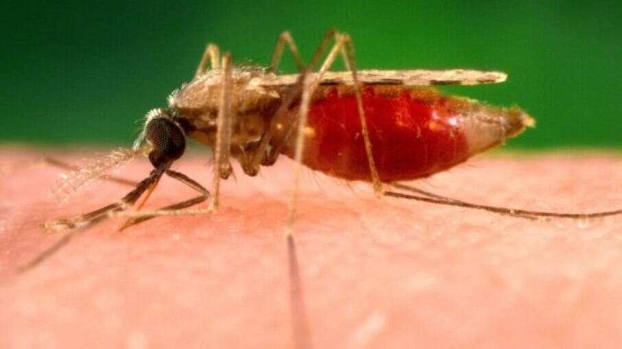 Parasita causador da Malária