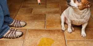 Como ensinar o cachorro a fazer xixi no lugar certo de forma simples