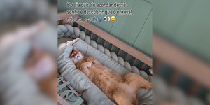 Tutora flagra gato se apropriando de berço preparado para bebê