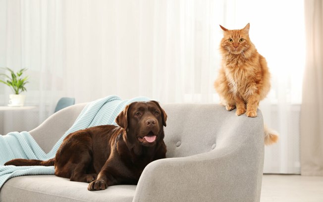 8 dicas para uma boa convivência entre cachorro e gato
