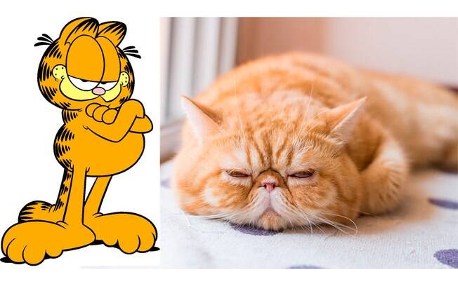 O exóticos de pelo curto aparecem nos desenhos animados na forma do gato Garfield.