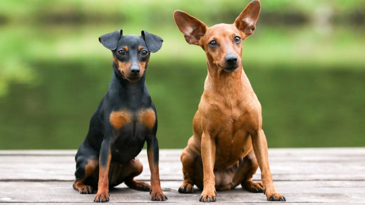 10 mitos sobre o cachorro da raça pinscher