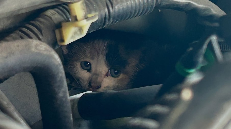 Gato é resgatado após ficar preso no motor de carro Gato é resgatado após ficar preso no motor de carro