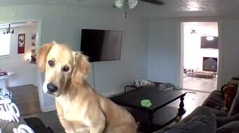 Cachorro ouve a voz do dono vindo de câmera e fica intrigado