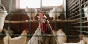 Gripe aviária: governo atualiza suspensão da exportação de frango
