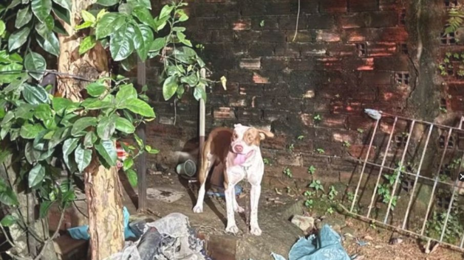 Pitbull mata bebê de 3 meses em Recife Pitbull mata bebê de 3 meses em Recife