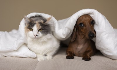 Como fazer cães e gatos conviverem em harmonia