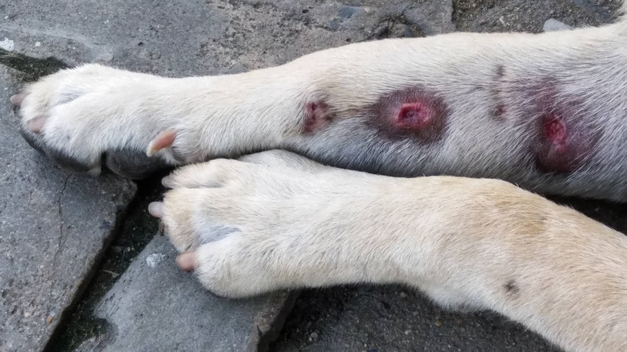 Cachorro com manchas vermelhas na pele tendem a preocupar muito os donos, principalmente pelo fato de não saberem quais doenças estão associadas a esse sintoma