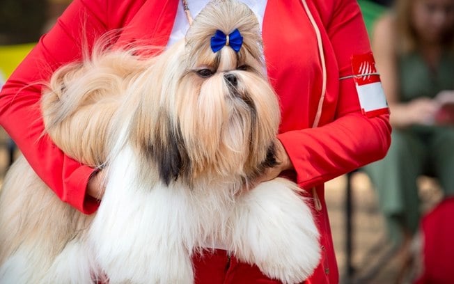 5 ideias de penteados para cachorro shih tzu