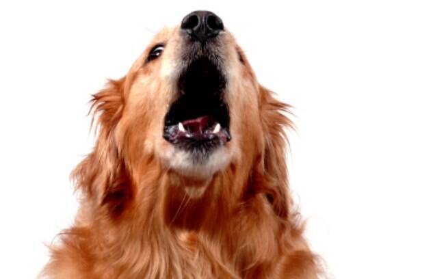 Cortar as cordas vocais do cão se ele late muito é uma boa ideia?