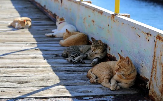Conheça a ilha onde os moradores recebem para cuidar de gatos