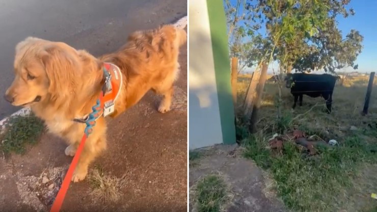 Golden tem reação inesperada ao encontrar vacas pela 1ª vez