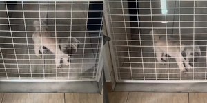 Shih Tzu viraliza ao tentar ultrapassar barreira: "É um anjo"