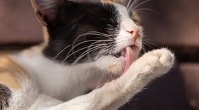 Hábitos incomuns na alimentação dos gatos