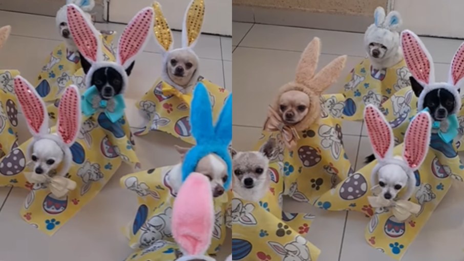 Cães viralizam ao surgirem fantasiados de coelhos Cães viralizam ao surgirem fantasiados de coelhos