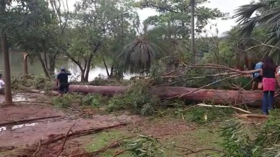 Ao menos três pessoas foram atingidas após queda de árvore de grande porte em Campinas (SP)