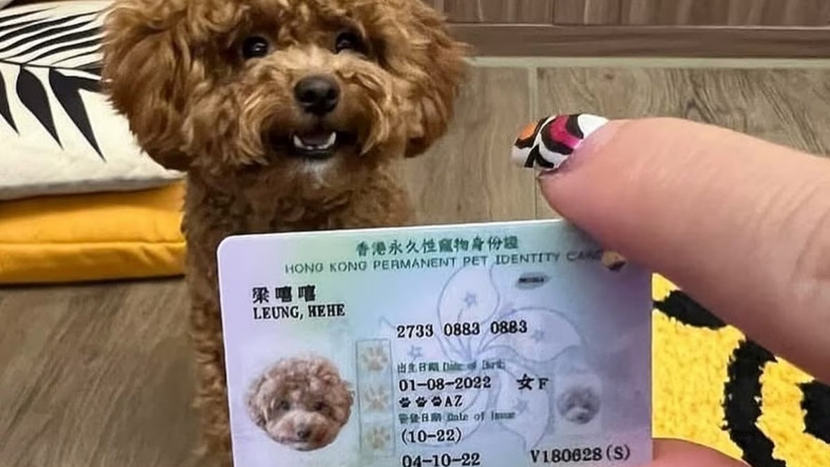 Cadastro oficial de cães e gatos chega a Hong Kong Cadastro oficial de cães e gatos chega a Hong Kong