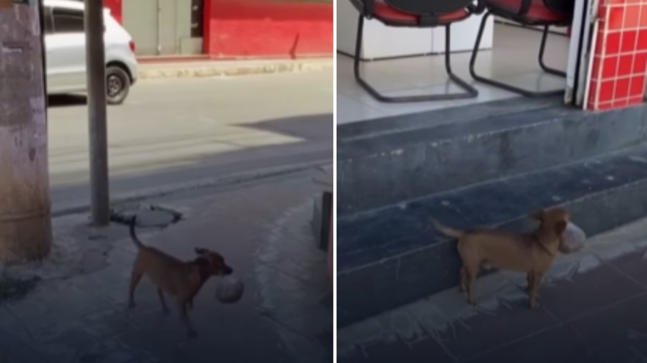 Cachorro que leva a própria ração na boca conquista a web; Vídeo Cachorro que leva a própria ração na boca conquista a web; Vídeo
