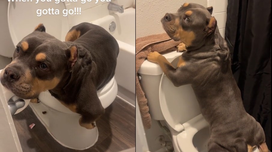 Cachorro viraliza ao aparecer usando vaso sanitário