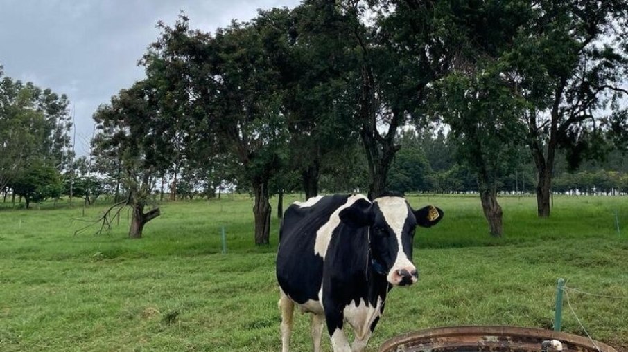 Pessoa foi infectada após contato com vaca