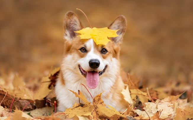 7 cuidados fundamentais com seu pet neste outono