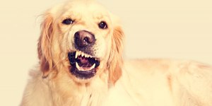 Tártaro em pets: quando a limpeza com anestesia é indispensável?