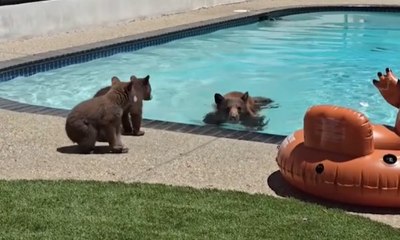 Mamãe urso dá aula de natação para filhotes em piscina na Califórnia