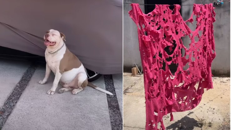 Pitbull%20destr%C3%B3i%20coberta%20nova%20e%20fica%20diante%20das%20%22provas%22