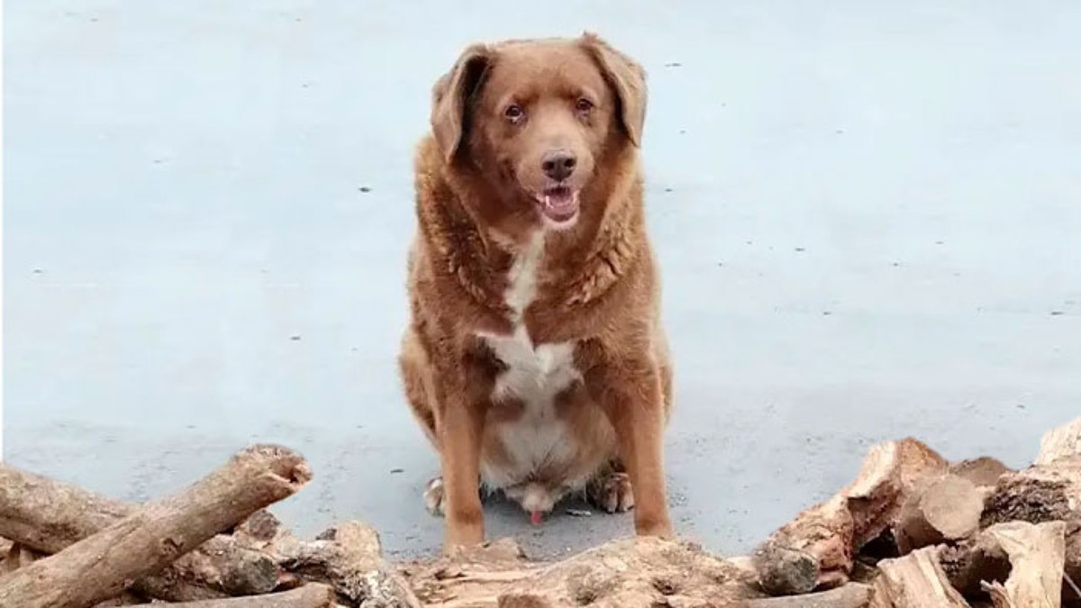 A idade de Bobi superou outro cachorro que viveu na Austrália até 1939