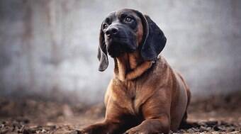 Bloodhounds têm o olfato como superpoder; conheça os cães