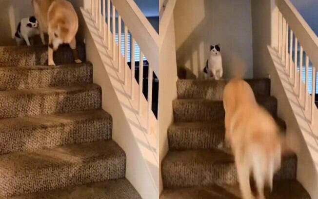 Gato supostamente empurra cachorro idoso escada abaixo