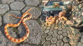 Diretora da Globo é acusada de maus-tratos nos bastidores