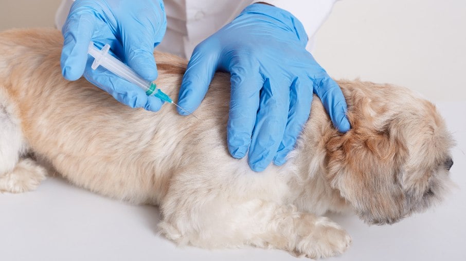 A vacinação ajuda a proteger os pets e os humanos de doenças infectocontagiosas